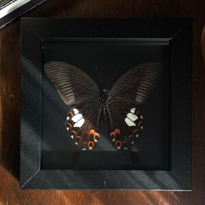 Framed Red Helen Swallowtail Butterfly